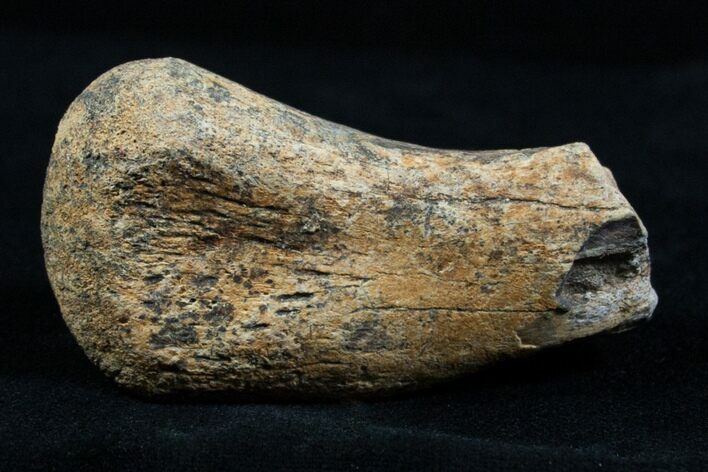 Partial Struthiomimus Metatarsal (Toe) Bone #3835